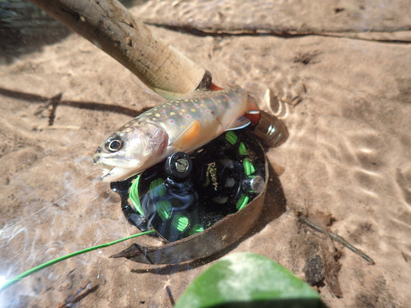 What Is Blue Lining? - Risen Fly