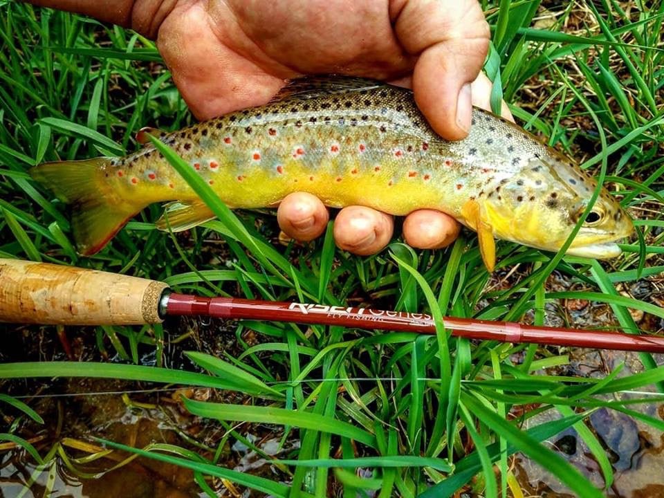 cabelaa's genesis fly fish reel Genesis Fly Rod – Risen Fly