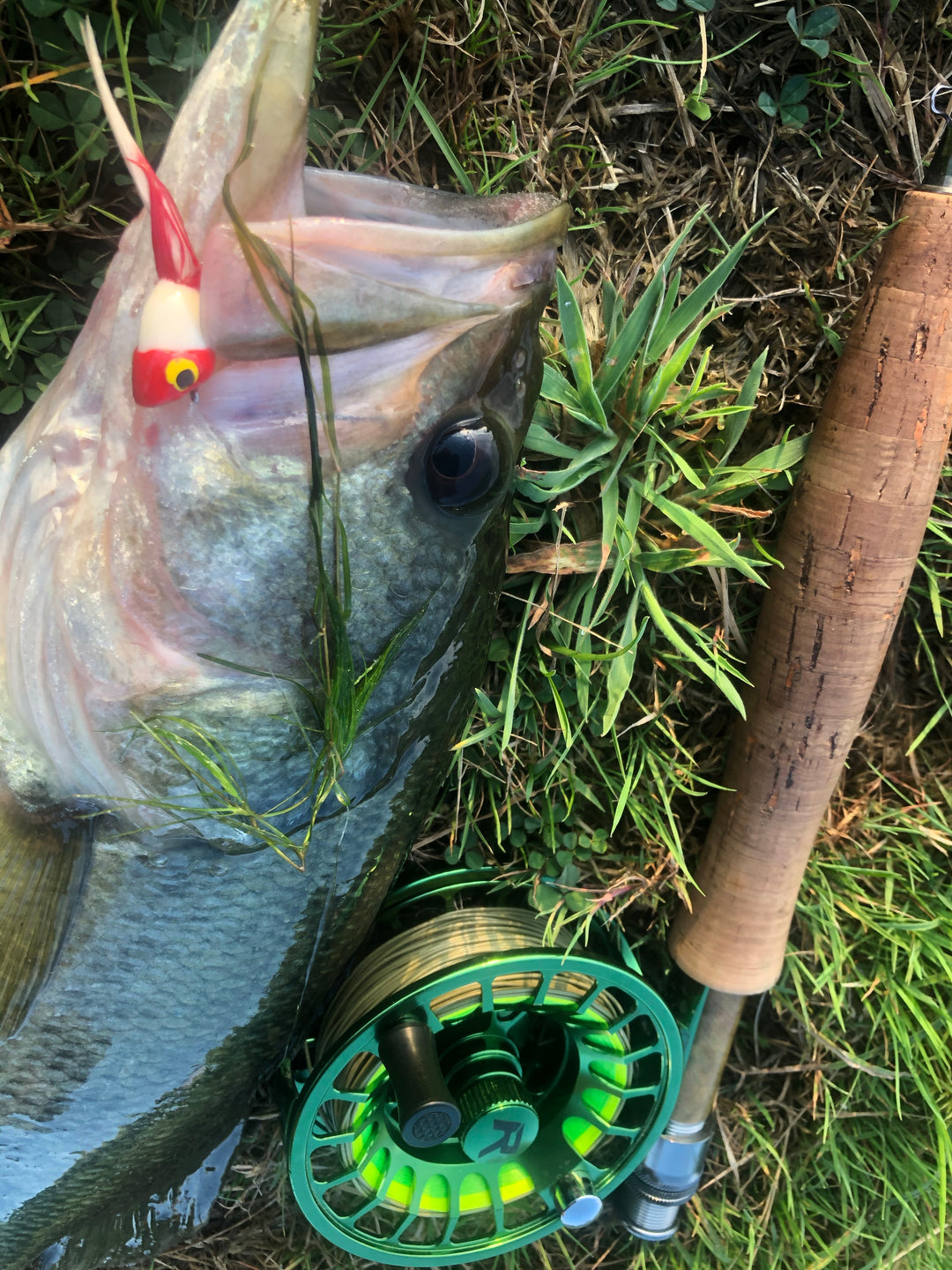 Bass Kit – Risen Fly - Main Image